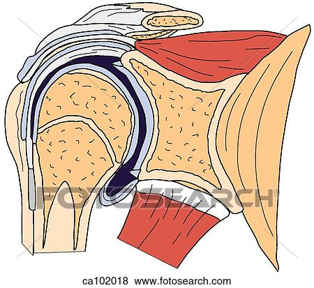 Shoulder View Large Illustration Stock Illustration - Shoulder. Fotosearch