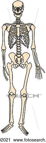 Skeleton View Large Illustration Clip Art - Skeleton. Fotosearch