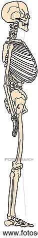 Clipart - Skeleton. Fotosearch