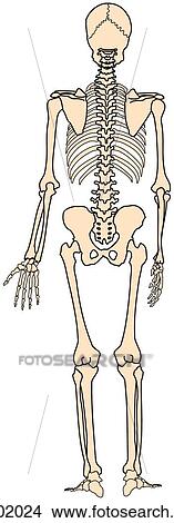 Skeleton, whole View Large Illustration Stock Illustration - Skeleton, whole. Fotosearch