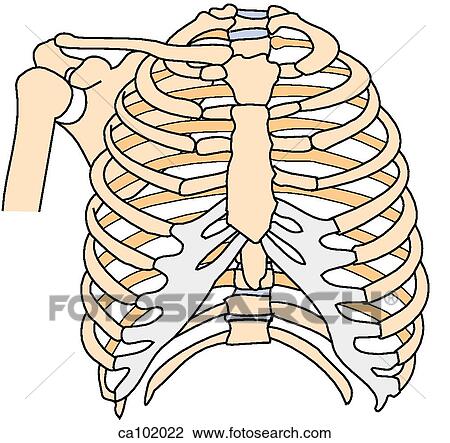 Skeleton w/shoulder, thoracic View Large Illustration Drawing - Skeleton w/shoulder, thoracic. Fotosearch