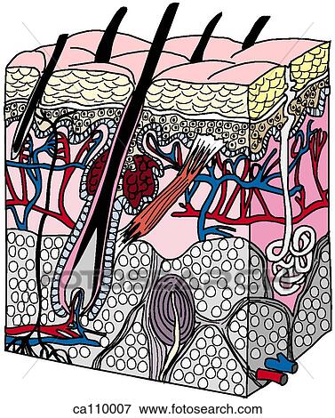 Skin, cross-section View Large Illustration Stock Illustration - Skin, cross-section. Fotosearch