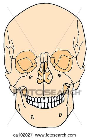 Skull, adult View Large Illustration Stock Illustration - Skull, adult. Fotosearch