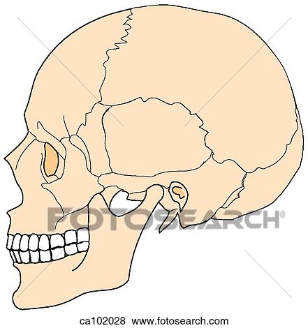 Skull, adult View Large Illustration Stock Illustration - Skull, adult. Fotosearch