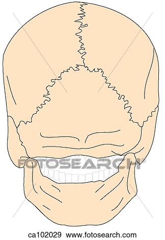 Skull, adult View Large Illustration Stock Illustration - Skull, adult. Fotosearch