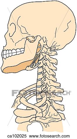Skull and cervical spine View Large Illustration Stock Illustration - Skull and cervical spine. Fotosearch