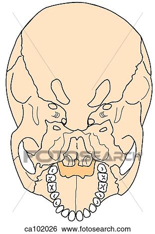 Skull base, external View Large Illustration Stock Illustration - Skull base, external. Fotosearch