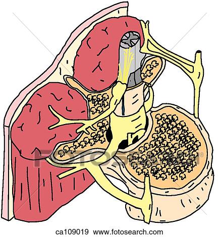 Stock Illustration - Spinal cord and environment. Fotosearch