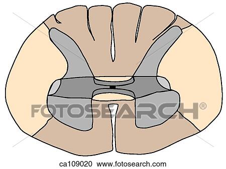 Clipart - Spinal cord, cross-section. Fotosearch
