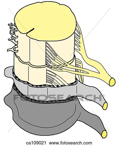 Clip Art - Spinal cord, nerve roots and meninges. Fotosearch