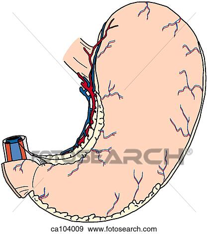 Stock Illustration - Stomach, exterior. Fotosearch
