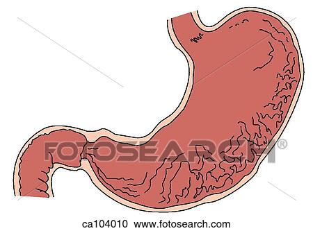 Clipart - Stomach, interior. Fotosearch
