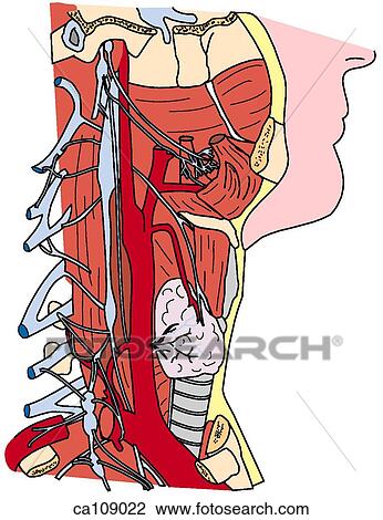 Sympathetic nervous system in neck View Large Illustration Drawing - Sympathetic nervous system in neck. Fotosearch