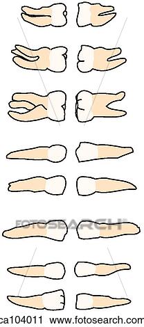 Clip Art - Teeth, permanent upper and lower. Fotosearch