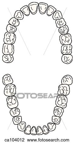 Drawing - Teeth, permanent upper and lower. Fotosearch