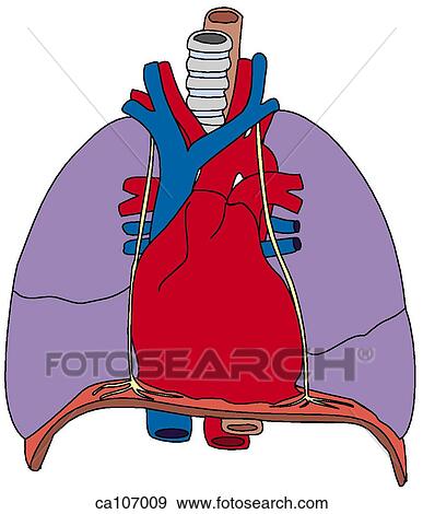 Thoracic viscera: Pericardium, great vessels View Large Illustration Stock Illustration - Thoracic viscera: Pericardium, great vessels. Fotosearch