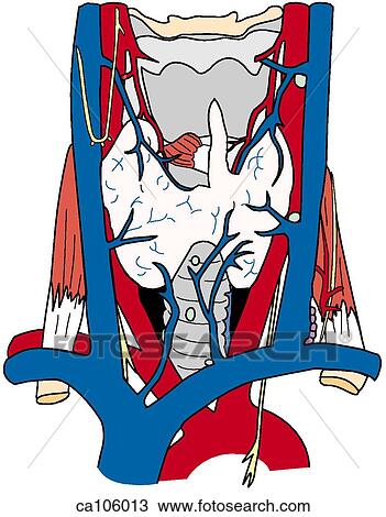Thyroid gland, vasculature View Large Illustration Drawing - Thyroid gland, vasculature. Fotosearch