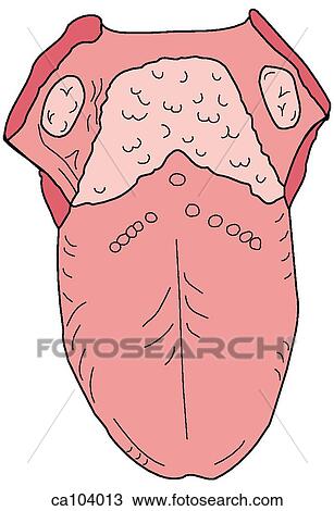 Tongue, dorsum View Large Illustration Drawing - Tongue, dorsum. Fotosearch