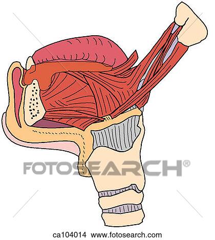 Tongue, muscles View Large Illustration Stock Illustration - Tongue, muscles. Fotosearch