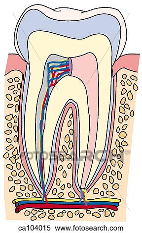 Stock Illustration - Tooth, cross section. Fotosearch