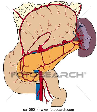 Upper abdominal viscera, arteries View Large Illustration Stock Illustration - Upper abdominal viscera, arteries. Fotosearch
