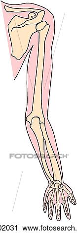 Upper limb, bones View Large Illustration Clip Art - Upper limb, bones. Fotosearch