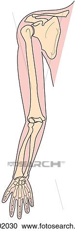Upper limb bones View Large Illustration Clipart - Upper limb bones. Fotosearch