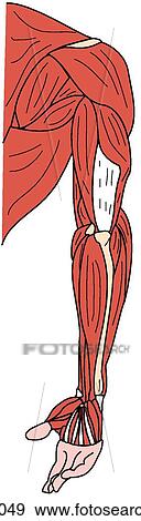 Upper limb muscles, posterior View Large Illustration Stock Illustration - Upper limb muscles, posterior. Fotosearch