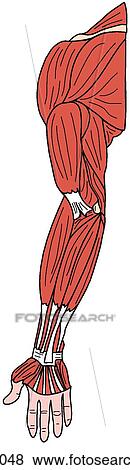 Upper limb muscles View Large Illustration Stock Illustration - Upper limb muscles. Fotosearch