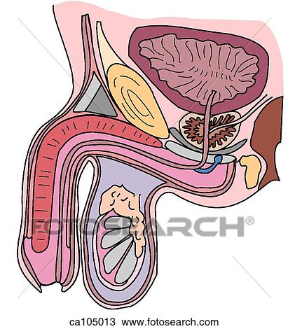 Urogenital system, male View Large Illustration Drawing - Urogenital system, male. Fotosearch