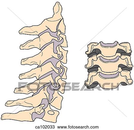 Drawing - Vertebrae, cervical. Fotosearch