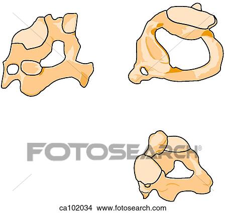 Stock Illustration - Vertebrae, cervical. Fotosearch