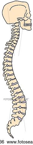 Stock Illustration - Vertebral column with skull. Fotosearch