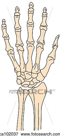 Wrist and hand skeleton View Large Illustration Stock Illustration - Wrist and hand skeleton. Fotosearch