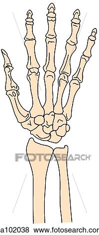 Stock Illustration - Wrist and hand skeleton. Fotosearch