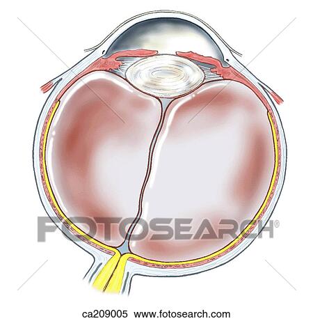 横切っている セクション の 眼球 イラスト Ca9005 Fotosearch