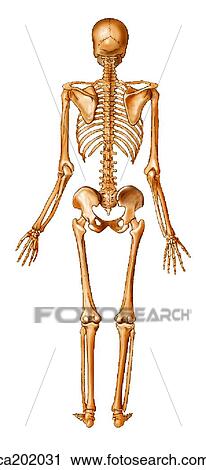 Clip Art - Adult skeleton. Fotosearch