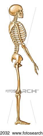 Adult skeleton View Large Illustration Drawing - Adult skeleton. Fotosearch