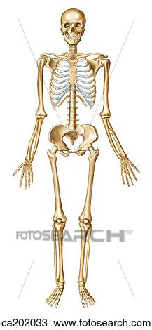 Adult skeleton View Large Illustration Drawing - Adult skeleton. Fotosearch