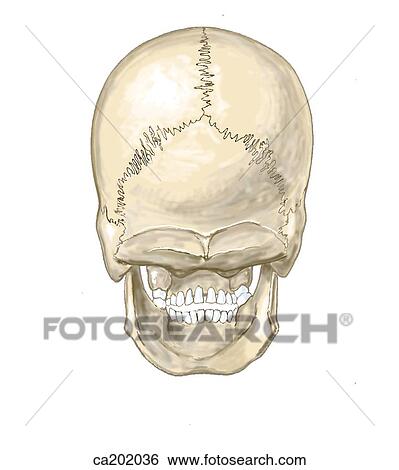 Adult skull View Large Illustration Stock Illustration - Adult skull. Fotosearch