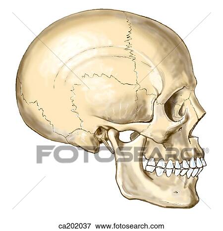 Adult skull View Large Illustration Stock Illustration - Adult skull. Fotosearch