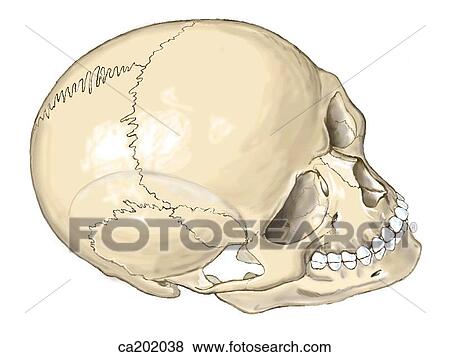 Adult skull View Large Illustration Stock Illustration - Adult skull. Fotosearch