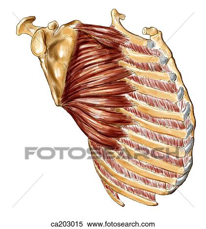 Stock Illustration - Anterolateral view of ribcage and scapula showing serratus anterior muscle. Fotosearch