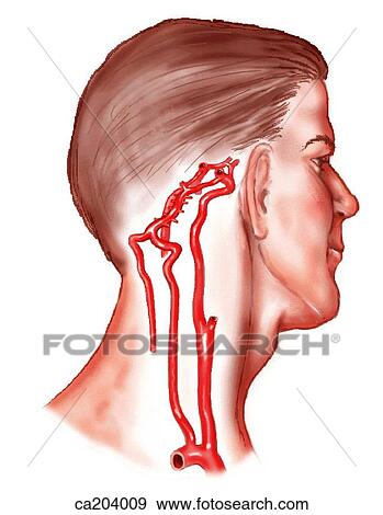 Arterial origin of Circle of Willis View Large Illustration Stock Illustration - Arterial origin of Circle of Willis. Fotosearch