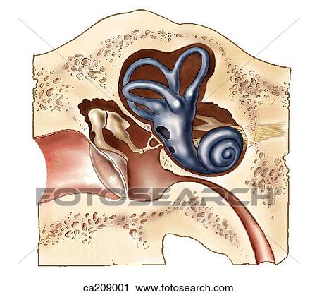 Auditory structures, semicircular canals, and middle ear View Large Illustration Clip Art - Auditory structures, semicircular canals, and middle ear. Fotosearch