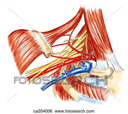 Axillary artery and vein in posterior triangle of neck View Large Illustration Stock Illustration - Axillary artery and vein in posterior triangle of neck. Fotosearch