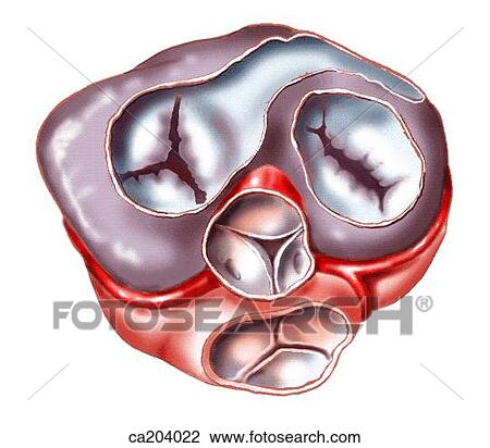 Base of heart showing ventricles View Large Illustration Drawing - Base of heart showing ventricles. Fotosearch
