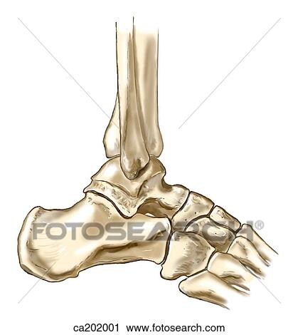 Clip Art - Bones of right foot. Fotosearch