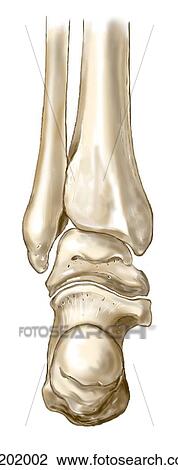 Drawing - Bones of right foot. Fotosearch