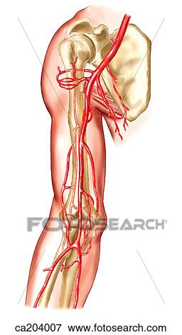 Brachial artery and its branches View Large Illustration Stock Illustration - Brachial artery and its branches. Fotosearch